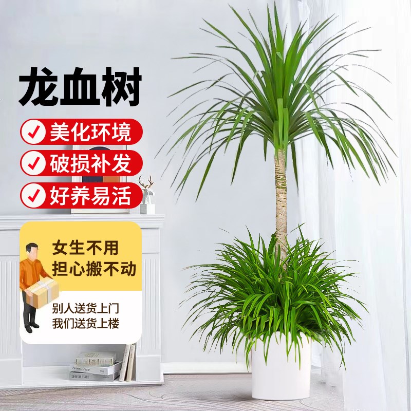 龙血树客厅旺宅绿植物室内盆栽大型龙铁树老桩多头龙须树四季常青