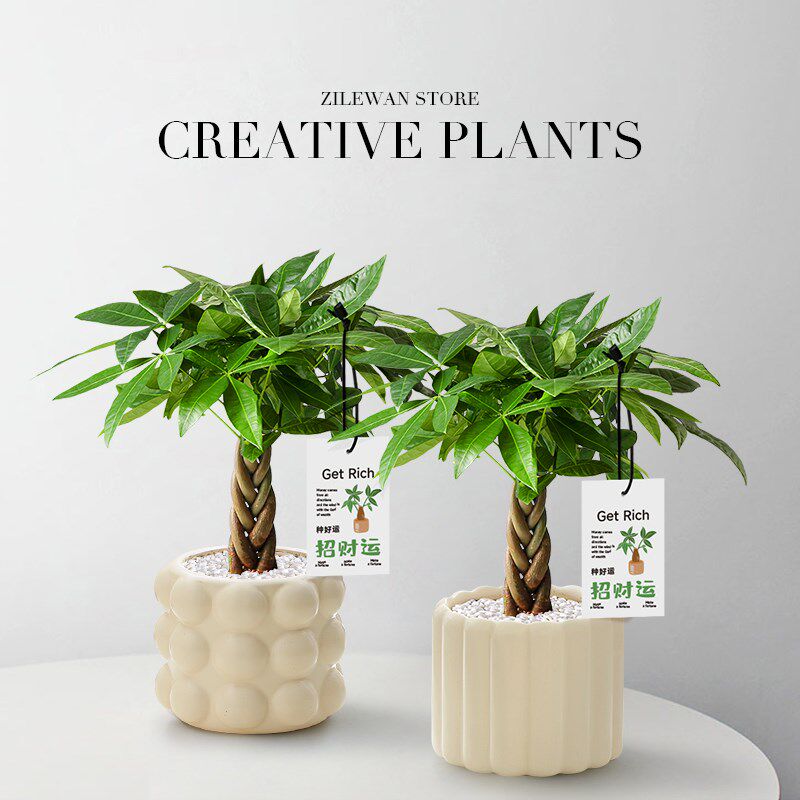 五福发财树办公室桌面绿植花卉盆栽室内客厅耐阴植物盆景懒人好养