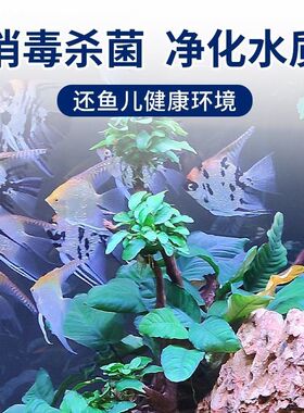 亚甲基蓝水族观赏鱼专用溶液鱼缸白点病水霉消毒白点净金鱼非鱼药