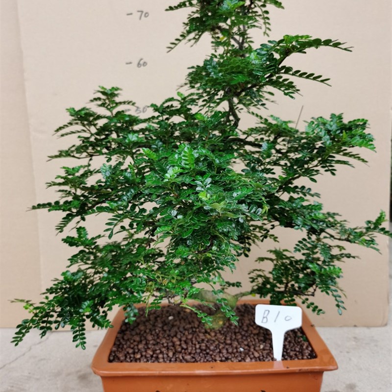 高档大型室内植物盆景 清香木盆栽绿植驱蚊虫四季常青盆景花卉