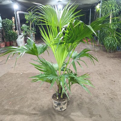 蒲葵室内外净化空气绿植