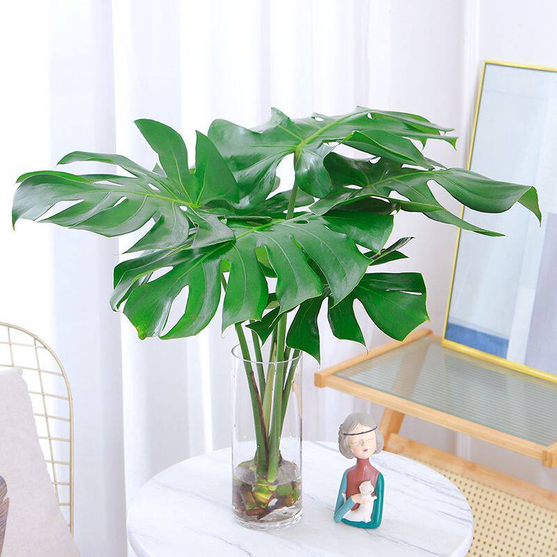 龟背竹水培老桩水培植物室内办公室桌面好养活绿植适合懒人养的