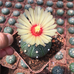 新款客厅阳台多肉植物星兜实生无刺仙人球趣味易养会开花绿植盆栽