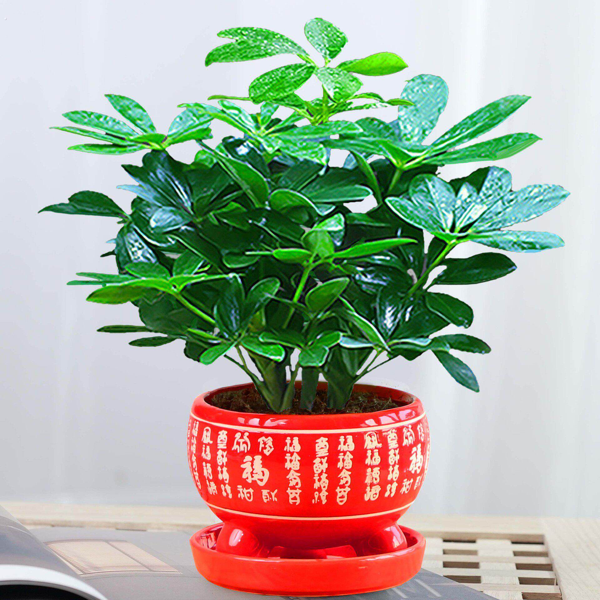 适合室内好养的植物绿植小盆栽四季耐阴易活办公室放桌面新手家里