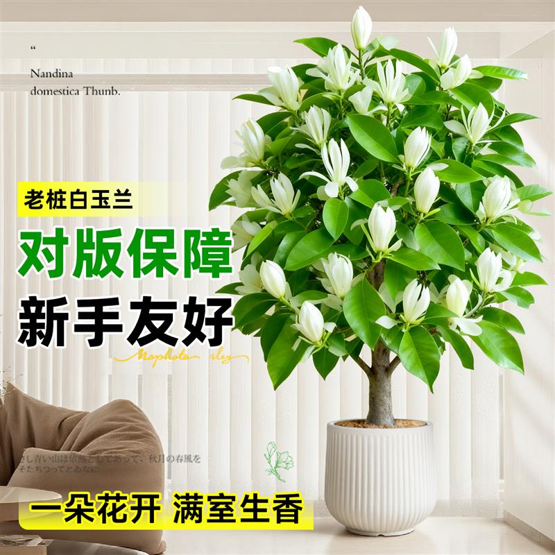 白玉兰花盆栽带花苞兰花大树黄角兰老桩绿植树苗耐寒室内四季花卉图片