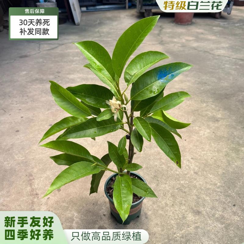白玉兰树苗盆栽白兰花苗黄角兰带花苞玉兰花苗浓香型四季常青阳台图片