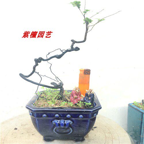 黑骨茶盆景小叶紫檀根艺提根悬崖创意特色盆景提根紫檀树苗