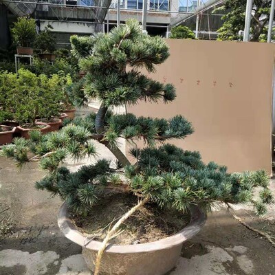 大树迎客松盆栽耐寒五针松树桩盆景 造型黑松庭院绿植盆栽大板松