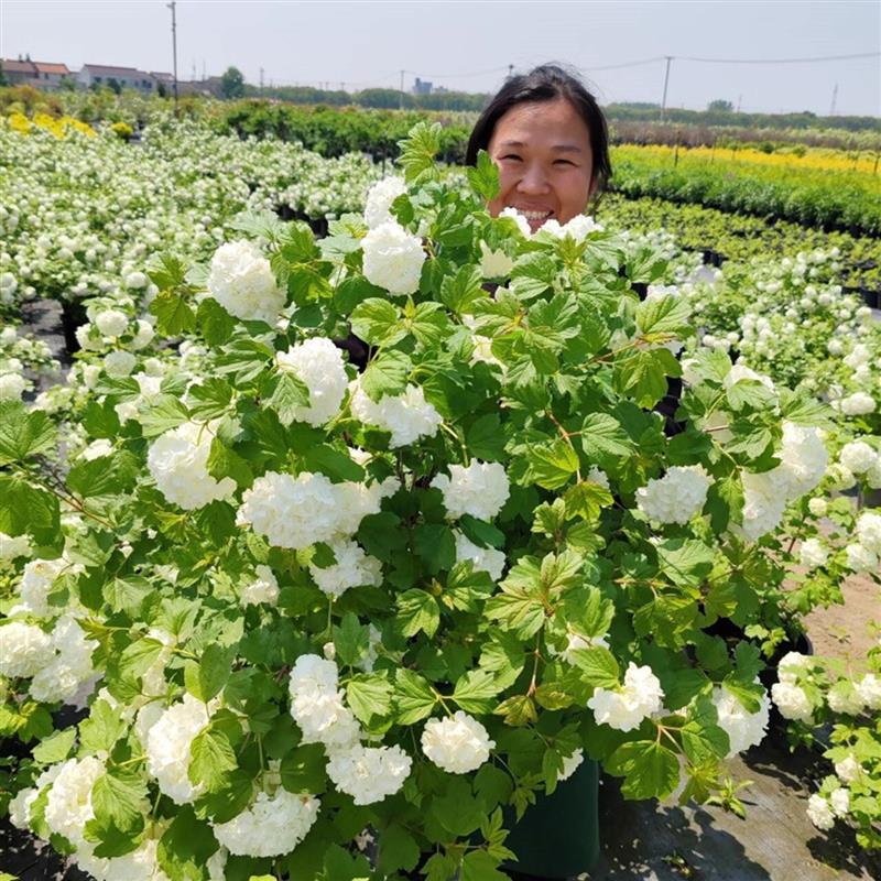 欧洲木绣球玫瑰花苗盆栽中华木本绣球树苗阳台耐寒庭院观赏花灌木图片