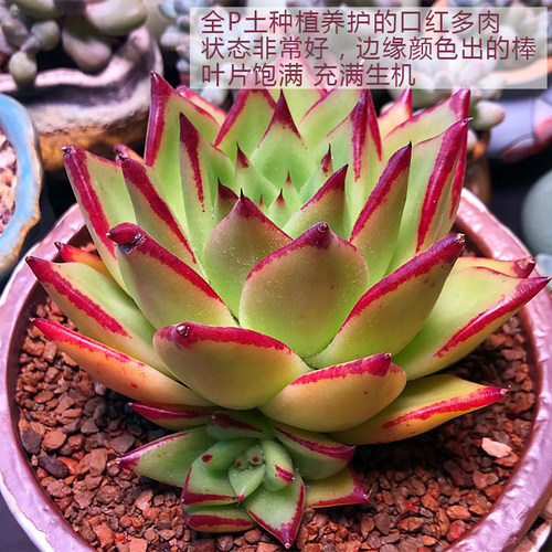 正品美国进口Profile颗粒土多肉植物土P土发根利器1.25L装营养土