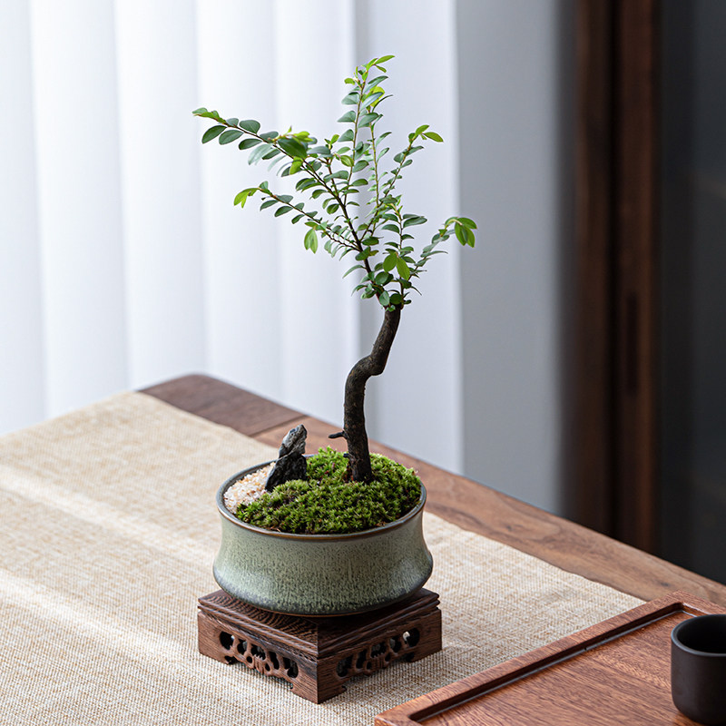 小叶紫檀盆栽植物室内黑骨茶盆景办公室桌面四季常青绿植老桩树苗