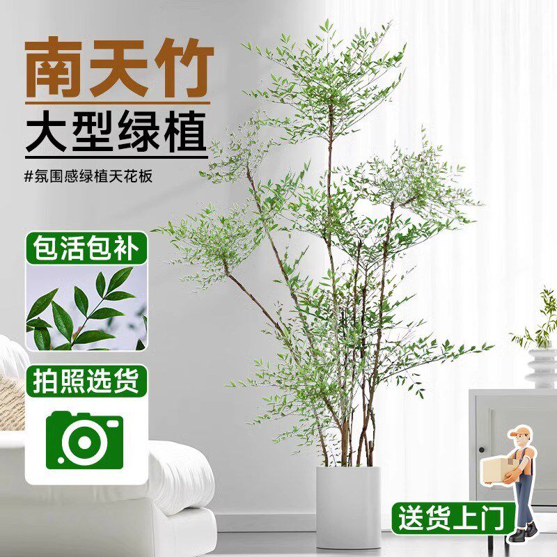 火焰南天竹盆栽客厅矮桩绿植大型室内真树苗办公室好养植物真花卉