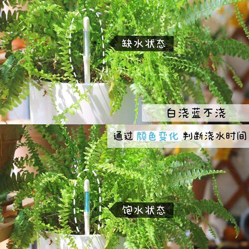 花信水分计SUSTEE土壤水分计植物水份计湿度计检测仪养花懒人浇水