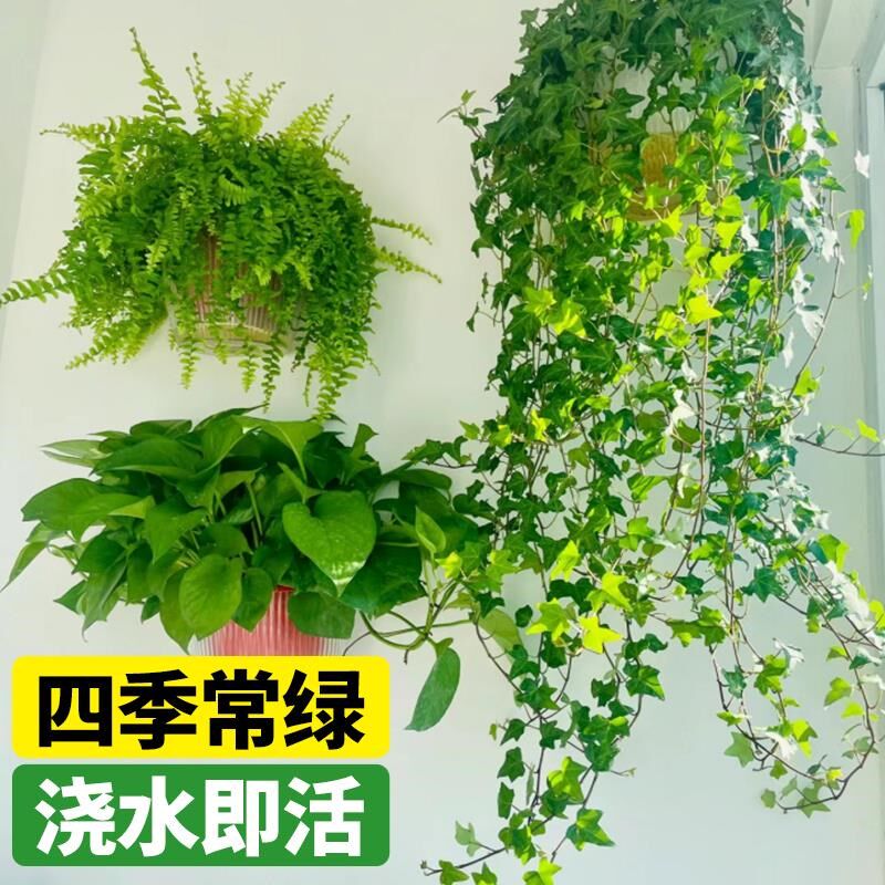 垂吊植物吊兰蕨类绿萝常春藤山乌龟盆栽室内阳台悬挂绿植四季好养