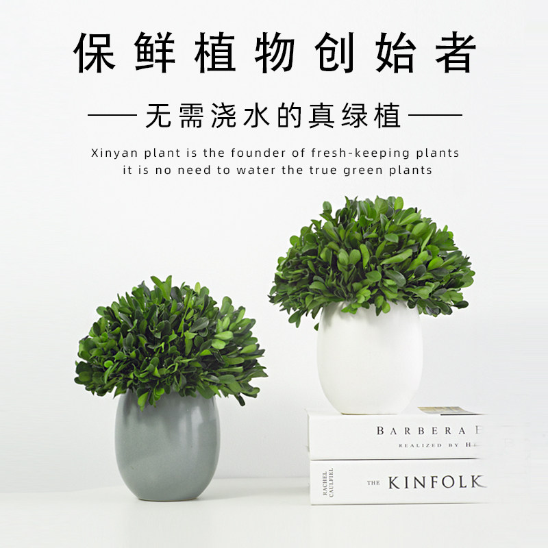 保鲜植物室内好养免打理盆栽办公室桌面懒人绿植客厅玄关装饰摆饰