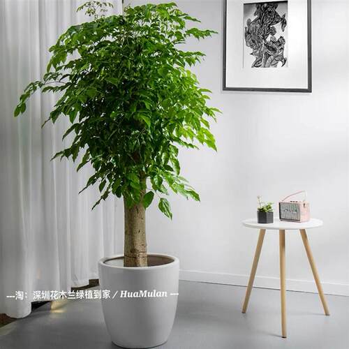 幸福树大型单杆绿宝幸福树富贵树喜阳阳台露台室外耐晒植物深圳市