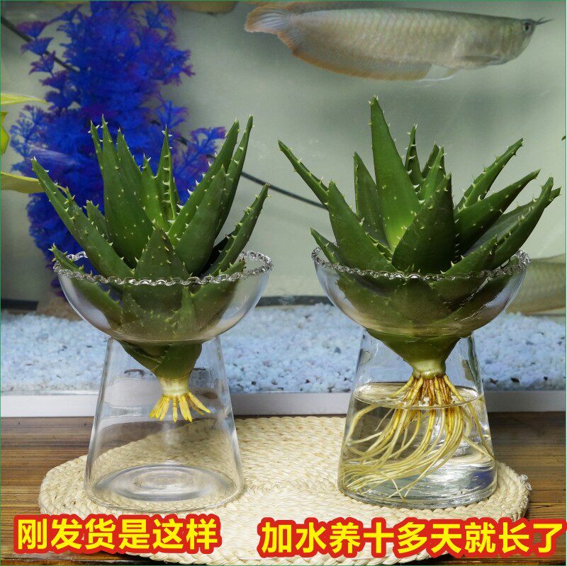 水培芦荟仙人球金琥盆栽不夜城多桌面绿植