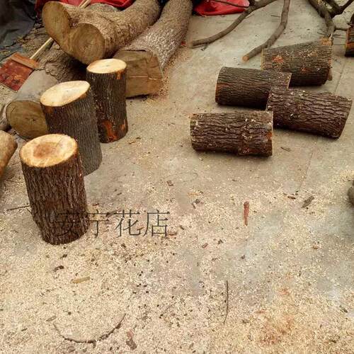 白桦树木段原木白桦木树干天然木段实木装饰树墩造景木桩栅栏围栏