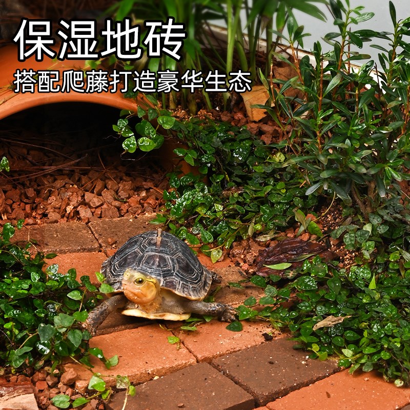 黄缘龟箱专用爬藤植物半水龟水陆缸生态造景攀爬绿植匍匐铺地垫材图片