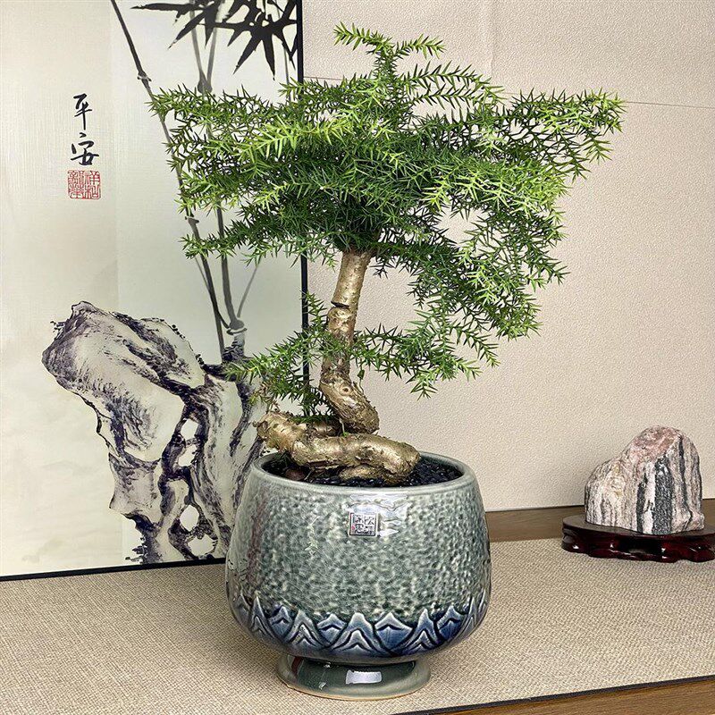 罗汉松盆景不老松树盆栽招财绿植旺宅室内植物乔迁开业送长辈高端