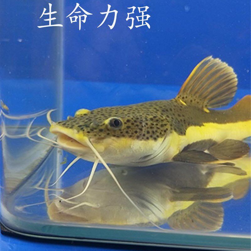 新疆招财猫鱼活狗仔鲸红尾猫鸭嘴鲇鱼底层热带观赏大型淡水鱼好养