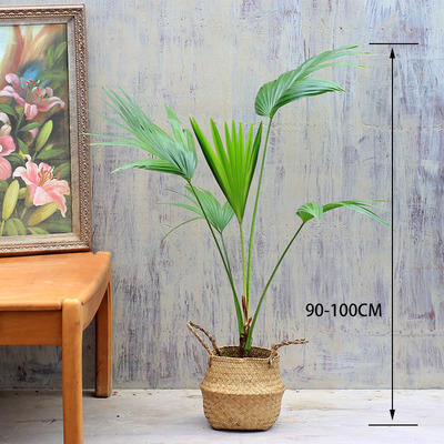 蒲葵盆栽 棕榈树大叶盆栽好养室内绿萝绿植客厅水培植物吸甲醛