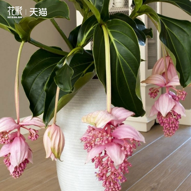 花彩宝莲灯高级绿植超长花期小众高端观叶室内植物热带节日盆栽