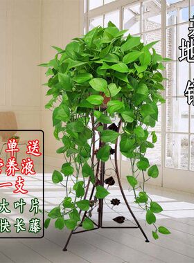 大盆绿萝盆栽室内特大垂吊客厅绿箩长藤款家用除甲醛吊兰新房植物