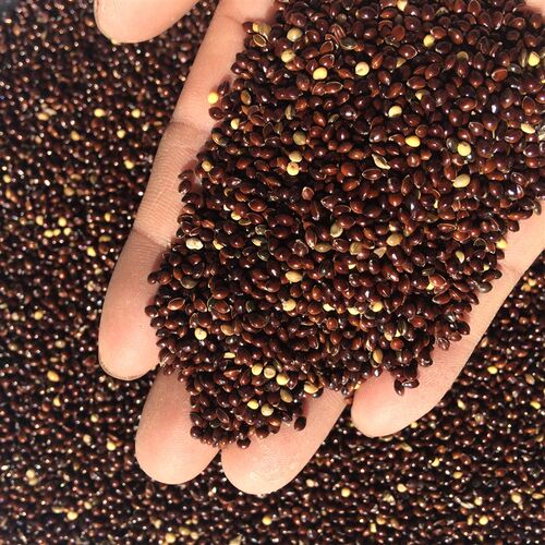 美顿宝包邮带壳黑糜子黍子1件5斤枕头料鸟食饲料枕头芯鸽粮免运费