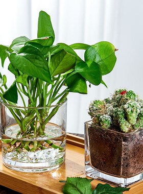 玻璃水培花盆水养花瓶器皿绿萝植物瓶透明花器正方形容器插花客厅