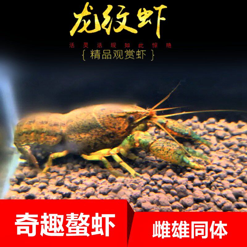 龙纹鳌虾观赏虾淡水小龙虾单性繁殖冷水族宠物虾变色螯虾雌雄同体