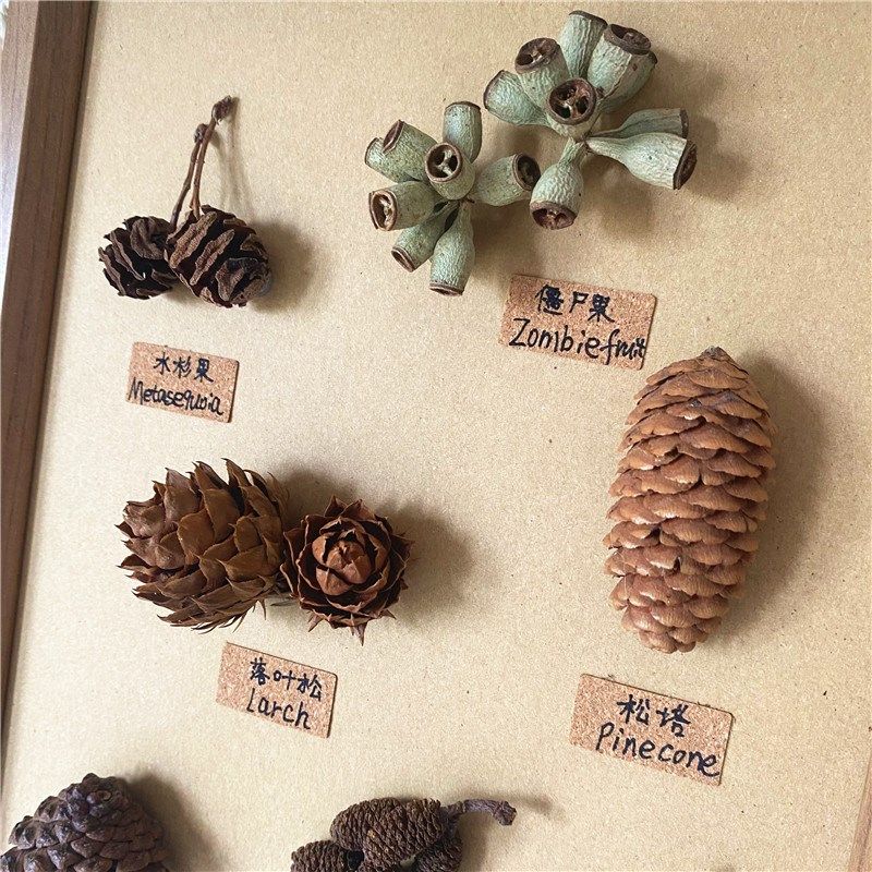 标本类立体装饰画松果植物干花干果森系相框墙ins面桌面手工diy
