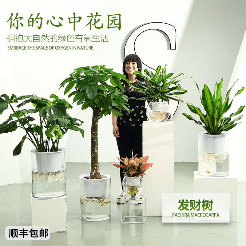 和鱼共养水培植物发财树龟背竹也门铁幸福树七彩铁金纽垂丝茉莉