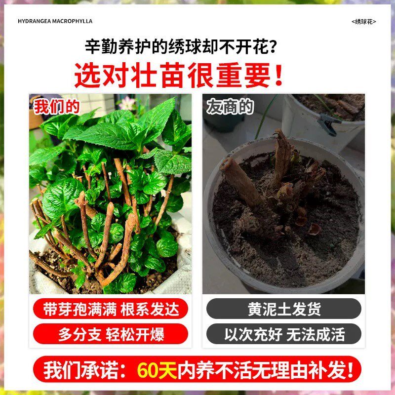 绣球花苗老桩无尽夏四季开花不断盆栽花卉植物室内阳台庭院易养活