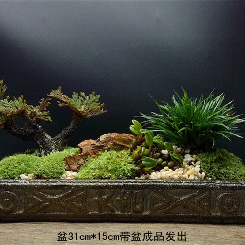 菖蒲还魂草苔藓微景观山水办公室内植物水培茶室创意盆景盆栽绿植