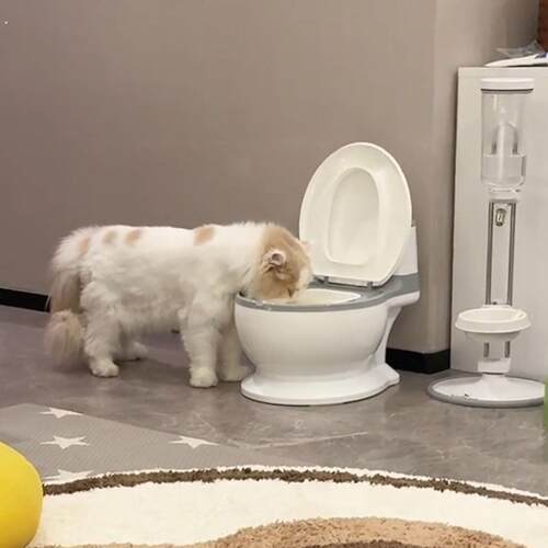 创意马桶猫碗大口径不易打翻宠物盆饮水器大容量彷真坐便器喝水