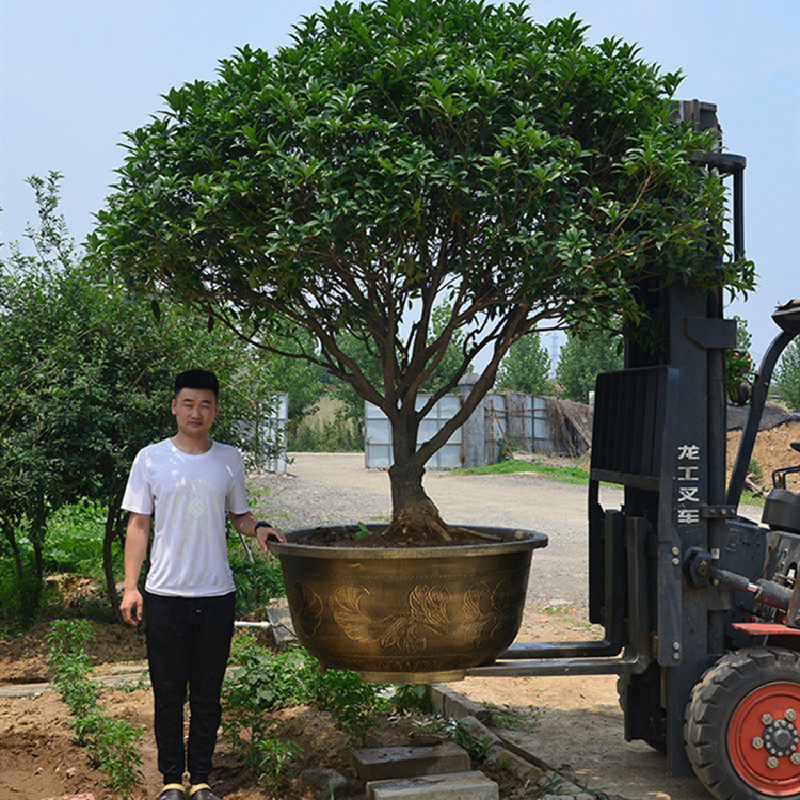 塑料花盆超大种树铁树特大号加厚水培陶瓷包邮养鱼睡莲荷花大花盆
