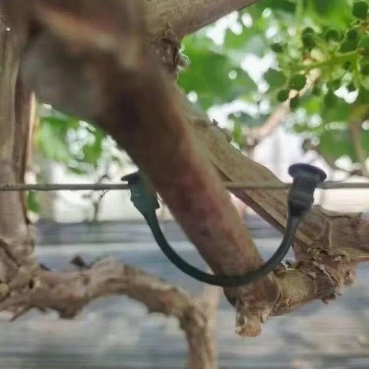 果园葡萄绑枝加厚可复用奇异果绑蔓卡果树枝条固定卡农用