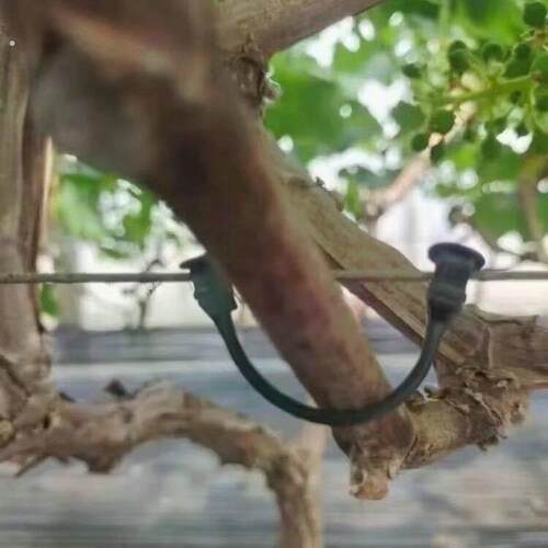 果园葡萄绑枝加厚可复用奇异果绑蔓卡果树枝条固定卡农用
