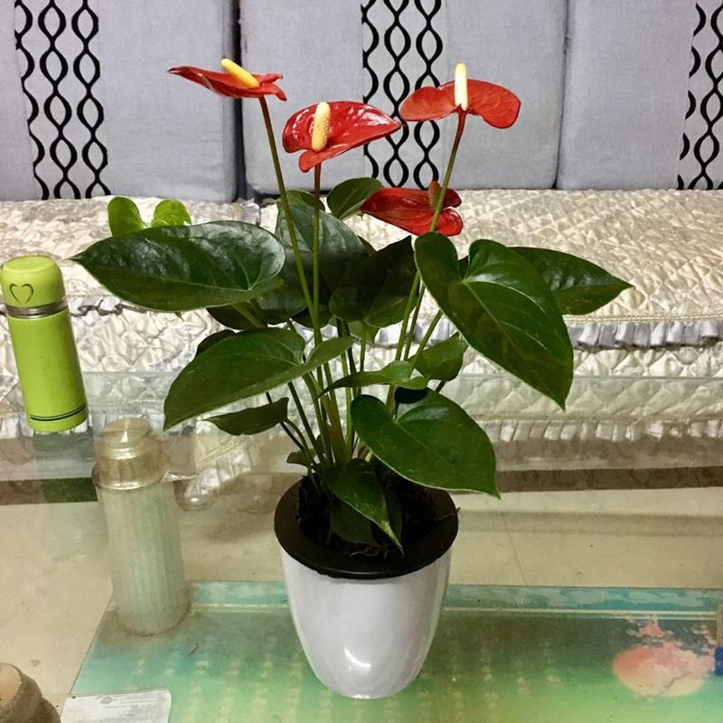 新品绿植 粉掌苗带花 室内盆栽植物 水培红掌绿萝 土培发财树包邮
