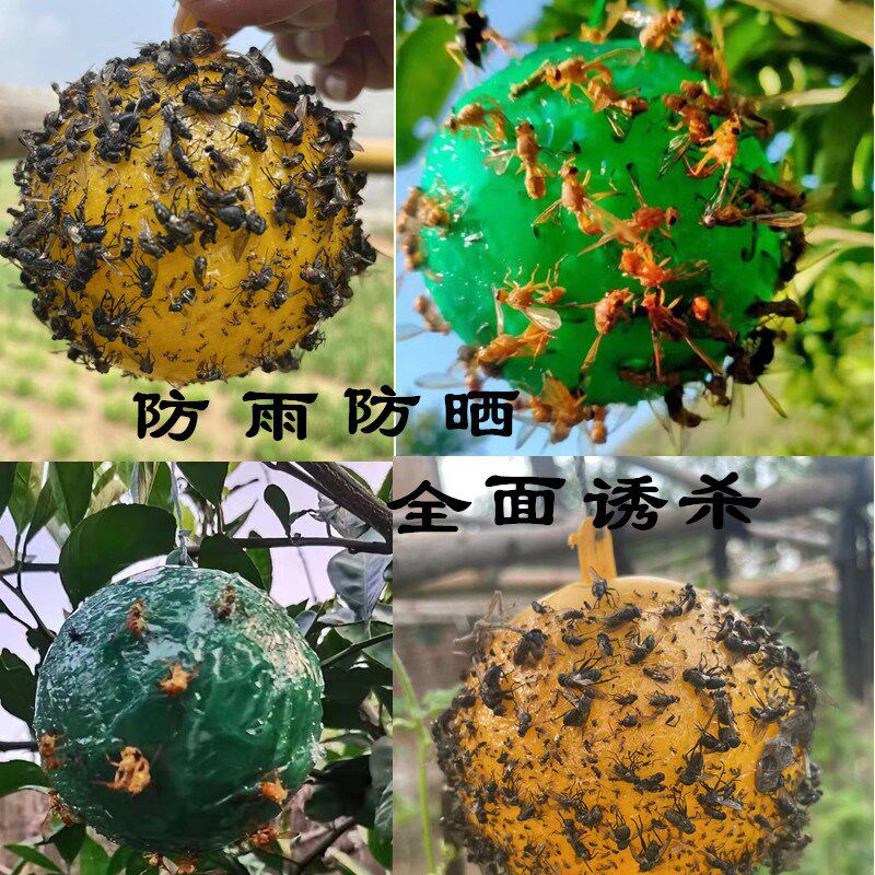 柑橘果实蝇诱蝇球针蜂蚊虫诱捕器果园粘虫球橘子树大棚家用黏蝇球