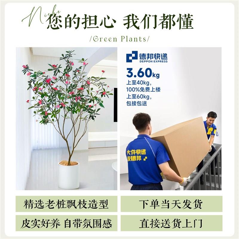 琴叶珊瑚盆栽客厅大花盆办公室内好养落地式大型绿植四季常青植物