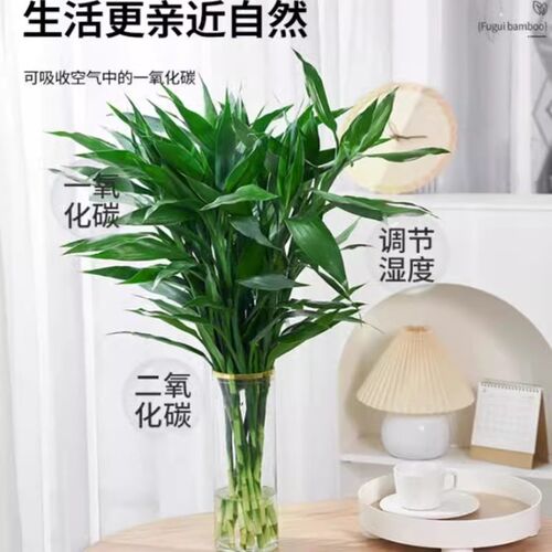 富贵竹水培植物观音竹室内水养发财树带根客厅绿植花卉绿萝萝盆栽