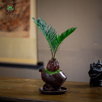 铁树微盆景室内绿植桌面盆景盆栽组合小盆栽植树节养不死绿植耐旱