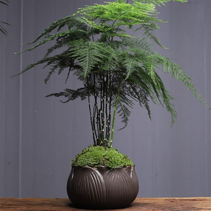 大文竹盆栽植物室内客厅精品创意中式禅意盆景四季常青绿植花卉