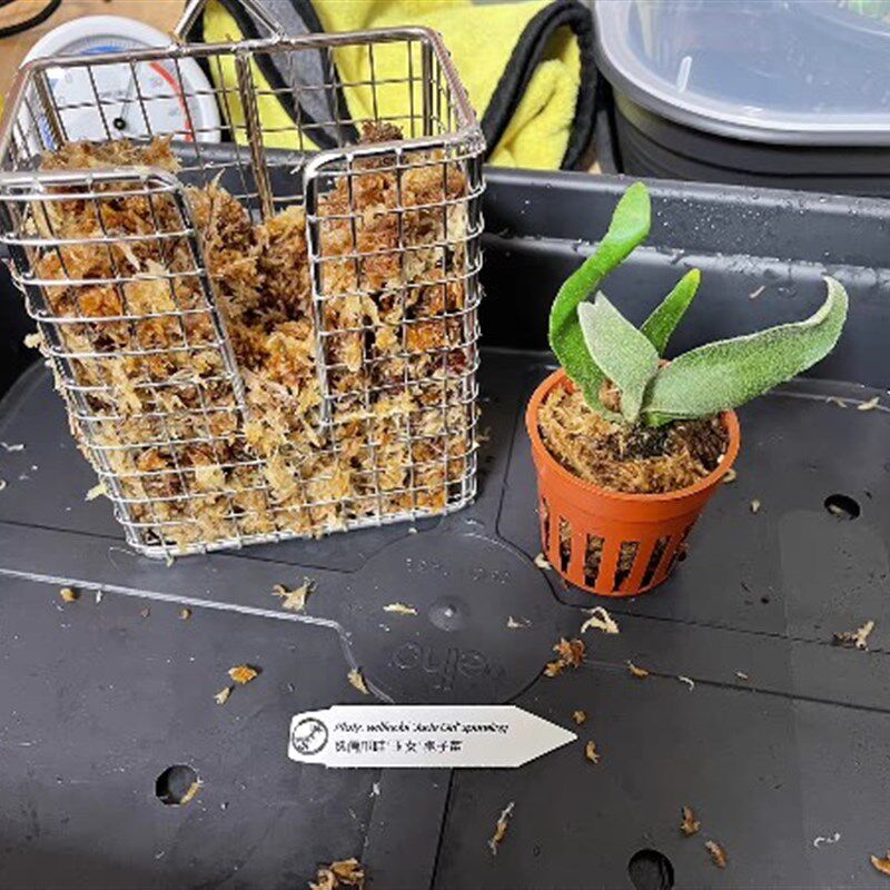 鹿角蕨 蝴蝶兰 空凤 附生植物 不锈钢 种植盆 板 框 篮