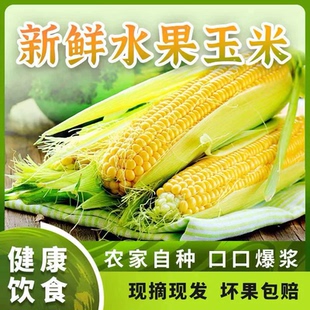 山疆湾新鲜水果玉米现摘现发云南玉米可生食5斤净重大棒MG
