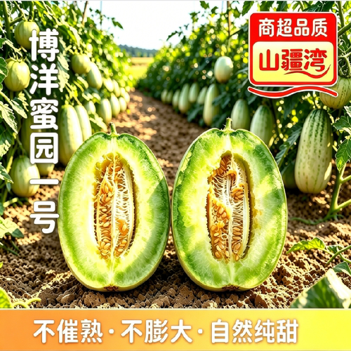 山疆湾博洋蜜源1号蜜瓜山东直发