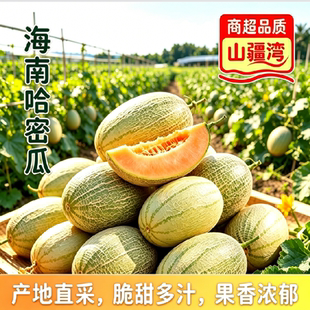 山疆湾精品哈密瓜8-9斤特大果