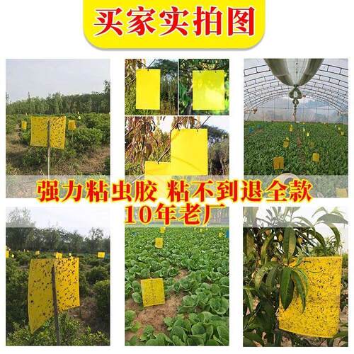 黄板双面粘虫板大棚专用100张飞虫小黑飞果蝇诱捕器贴纸农用花园